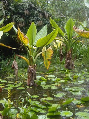 ویکتوریا-باغ-گیاه-شناسی-ملی-سیشل-Seychelles-National-Botanical-Gardens-373867