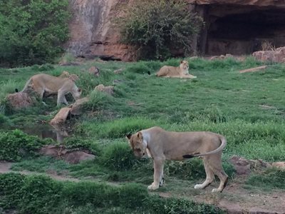 باماکو-باغ-وحش-مالی-Zoo-National-du-Mali-375010