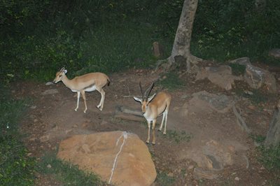 باماکو-باغ-وحش-مالی-Zoo-National-du-Mali-375005