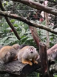 پارک دس مملز | Parc des Mamelles, le Zoo de Guadeloupe