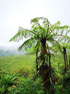 باس-تر-لا-سوفریر-ولکینو-La-Soufriere-Volcano-375364