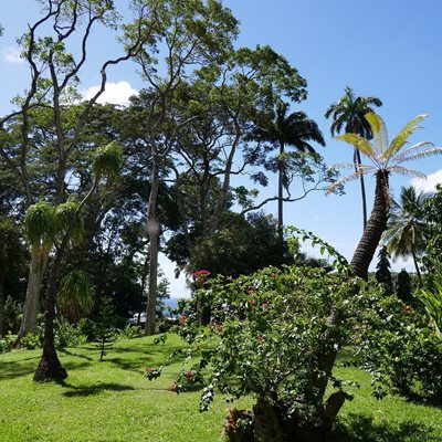 کینگزتاون-باغ-گیاه-شناسی-کینگز-تاون-Botanical-Gardens-375562