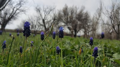 میانه-روستای-خواجه-ده-375831