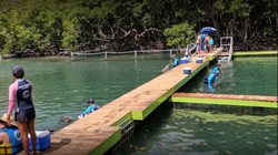 پارک آبی دلفین دیسکاوری | Dolphin Discovery Tortola