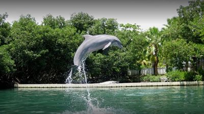 رود-تاون-پارک-آبی-دلفین-دیسکاوری-Dolphin-Discovery-Tortola-376034