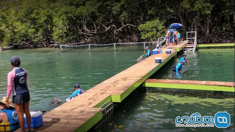پارک آبی دلفین دیسکاوری | Dolphin Discovery Tortola