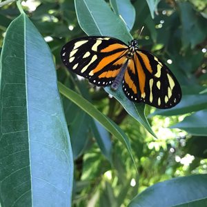 اورنجستاد-باغ-پروانه-ها-اورنجستاد-The-Butterfly-Farm-376795