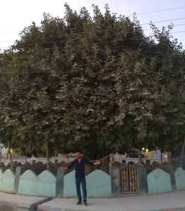 قشم-درخت-لور-378348