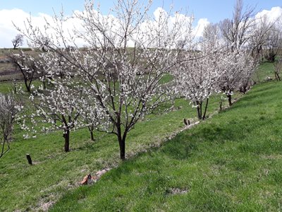 میانه-روستای-کسجین-383461