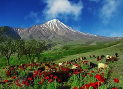 روستای پلور