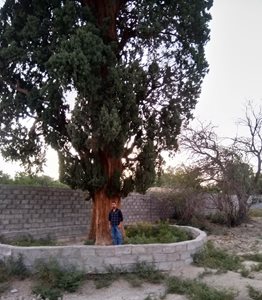 گلباف-درخت-سرو-900-ساله-386993