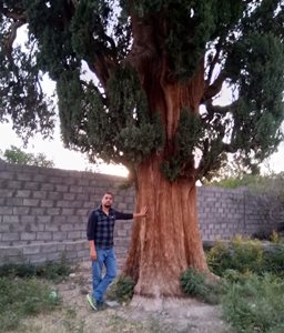 گلباف-درخت-سرو-900-ساله-386994