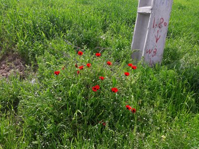 کلیبر-روستای-لمه-اسلام-392522