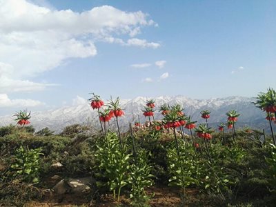 چلگرد-کوه-میلی-393518
