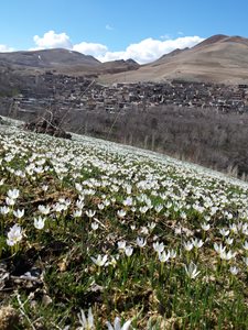 آذرشهر-روستای-امیر-دیزج-394049