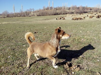 میانه-روستای-خواجه-ده-394758