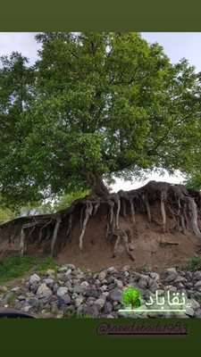 میانه-روستای-نقاباد-398419