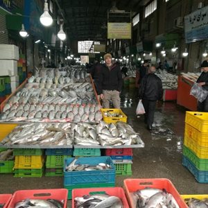 تهران-بازار-ماهی-بعثت-399482