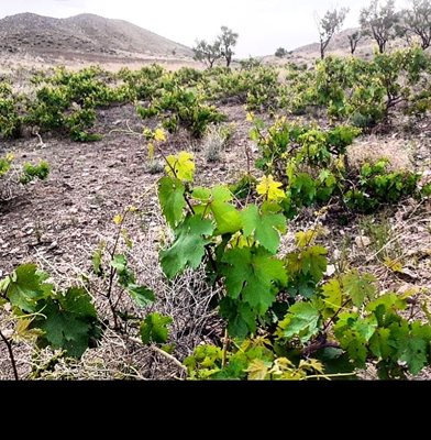 سبزوار-روستای-علیک-401594