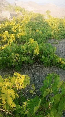 سبزوار-روستای-علیک-401806