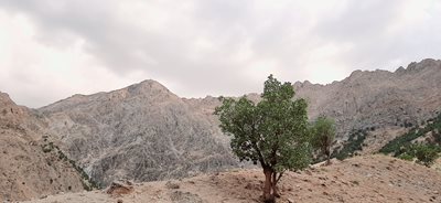 فریدونشهر-جنگلهای-پشتکوه-412827