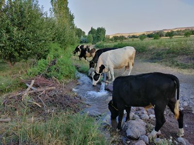 میانه-روستای-نودوزق-413056