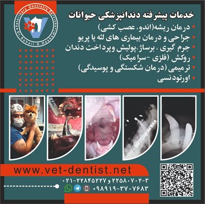 تهران-دندانپزشکی-حیوانات-دکتر-سهیل-هاشمی-414134