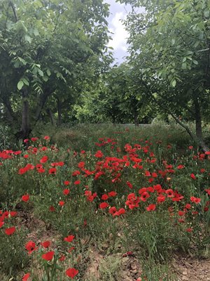 آبسرد-روستای-آرو-414549