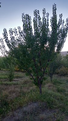 تبریز-روستای-سفیده-خوان-415487