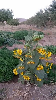 قهاوند-روستای-برکت-آباد-425934