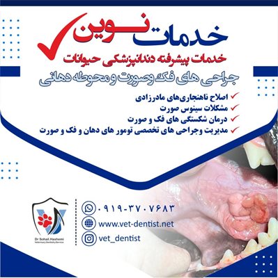 تهران-دندانپزشکی-حیوانات-دکتر-سهیل-هاشمی-433939