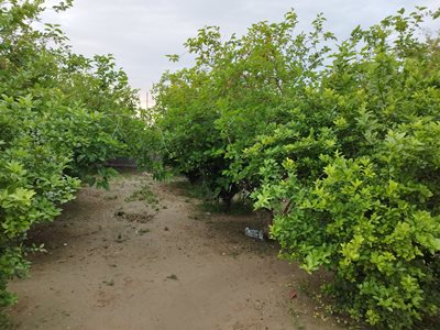 ملاثانی-باغ-گردشگری-ابراهیم-حمیدی-436952