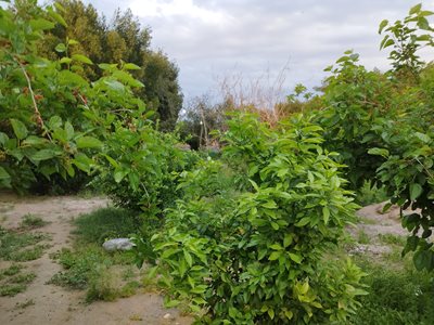 ملاثانی-باغ-گردشگری-ابراهیم-حمیدی-436953