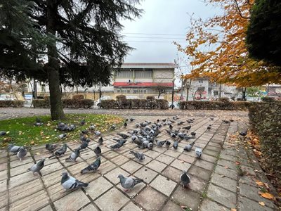 رشت-پارک-دانشجو-رشت-445933