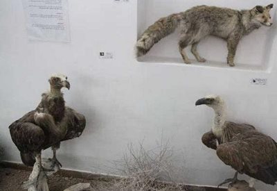 بیرجند-موزه-حیات-وحش-بیرجند-446319