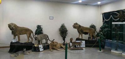 موزه تاریخ طبیعی اردبیل