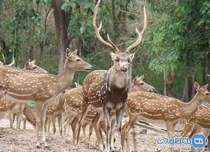 بوستان آهوان کیش