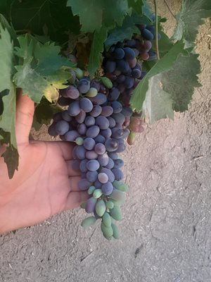 محمدیه-روستای-ورس-449499