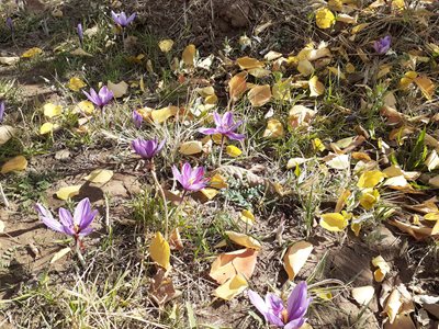 محمدیه-روستای-ورس-449504