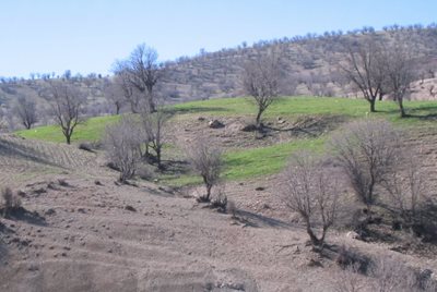 بدره-منطقه-حفاظت-شده-کبیرکوه-462361