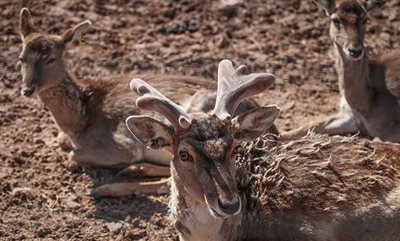 نهاوند-منطقه-حفاظت-شده-ملوسان-462390