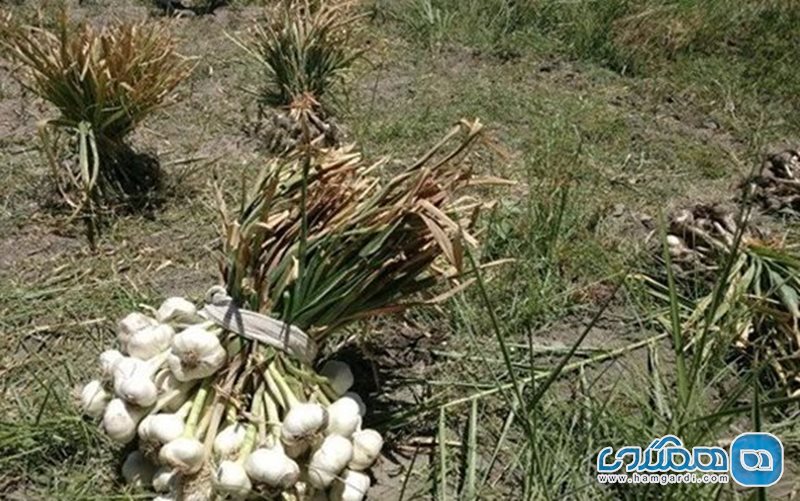 روستای قراغیل