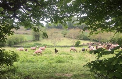 بهشهر-روستای-غریب-محله-464250