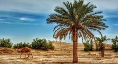 بافق-کویر-کاراکال-464865