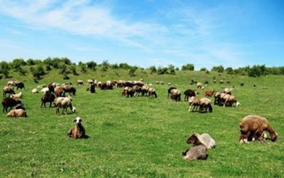 گالیکش-منطقه-ییلاقی-پاکندس-465808