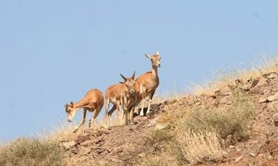 ارومیه-جزیره-کبودان-465916