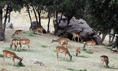 ارومیه-جزیره-اشک-465912