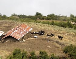 روستای شورک