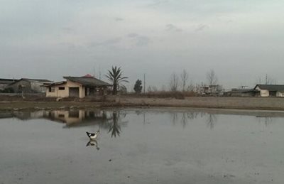 بابلسر-روستای-شورک-469906