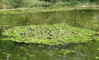 چالوس-مرداب-کندوچال-470030